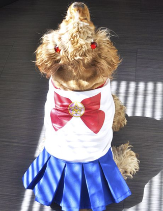 Illustration for article titled The Wonderful World Of Dog Cosplay